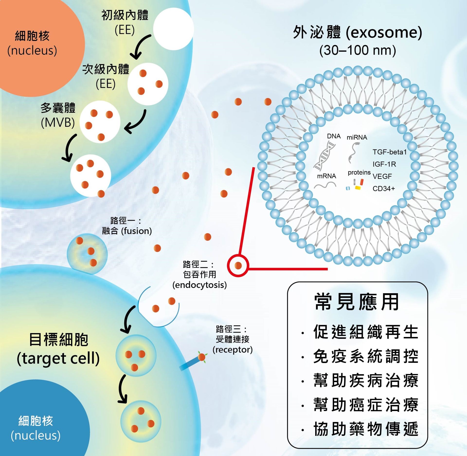 外泌體作用
